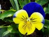 Pansies12