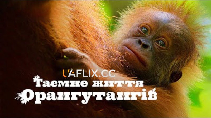 Таємне життя орангутанів / Secret Lives of Orangutans