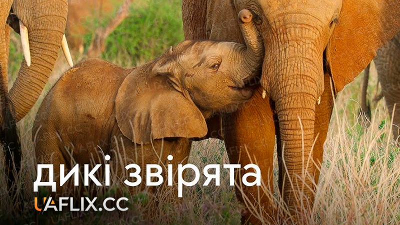Дикі звірята / Wild Babies