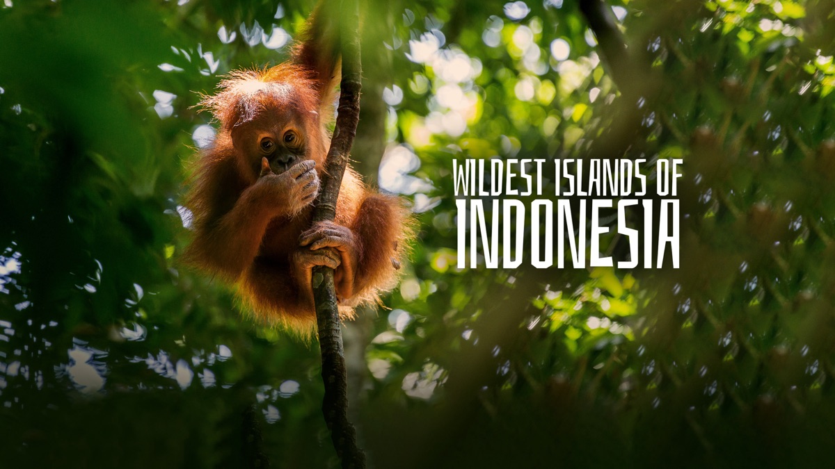 Дуже дика Індонезія / Wildest Islands of Indonesia