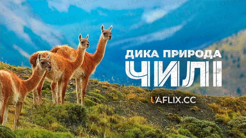 Дика природа Чилі / Wild Chile