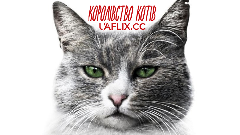 Королівство котів / Kedi: Des chats et des hommes
